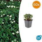 Potentilla tridentata 'Nuuk' (shrubby cinquefoil) – 60 plants, Ø9 cm, 10–25 cm high