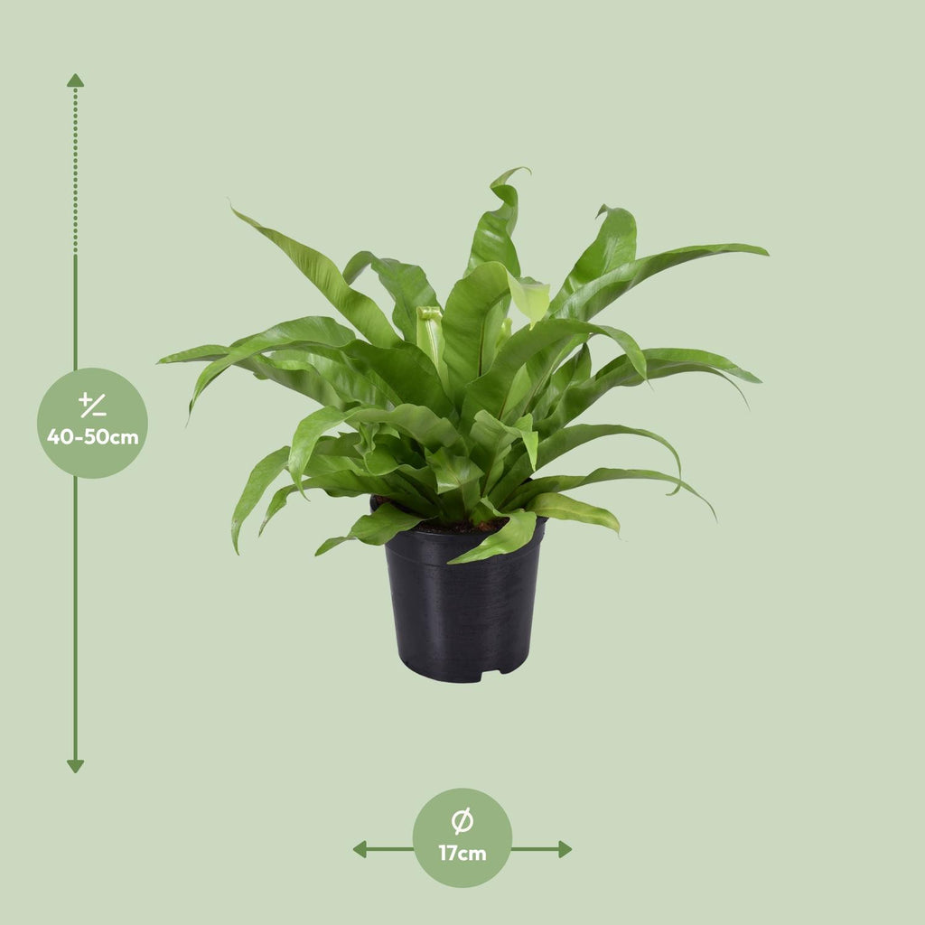 Asplenium Antiquum (fougère nid d’oiseau) – Ø17 cm, 45 cm de haut