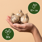 Zierui 'Miami' – 30 Blumenzwiebeln (Zwiebelgröße 10/+)
