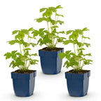 Delphinium 'Astolat' (Schwertlilie) – rosa – 3 Pflanzen, Ø11 cm, 15–25 cm hoch