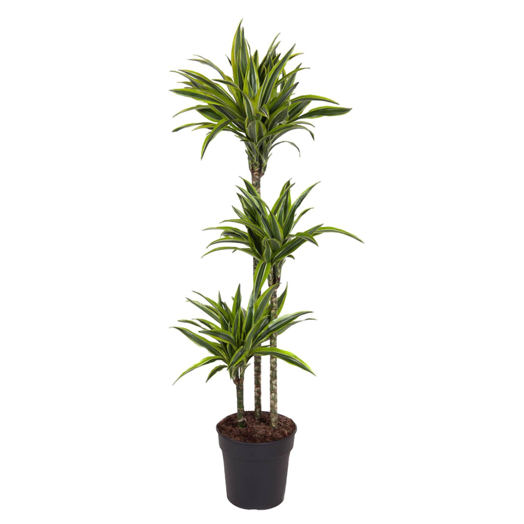 Dracaena Lemon Lime (drakenboom) – Ø24 cm, 160 cm hoog