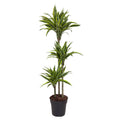 Dracaena Lemon Lime (drakenboom) – Ø24 cm, 160 cm hoog