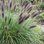 Pennisetum alop. 'Black Beauty' (Lampenputzergras) – Ø11 cm, 15–25 cm hoch