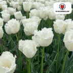 Tulp 'Honeymoon' – 20 bloembollen (bolmaat 11/12)