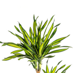 Dracaena Deremensis Rikki (Drachenbaum) – Ø 24 cm, 130–150 cm hoch