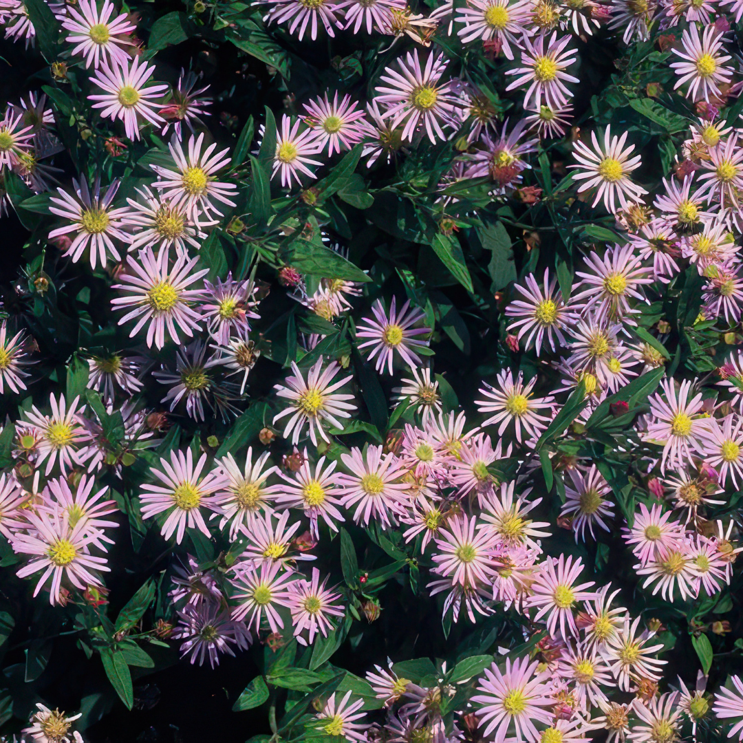 Aster