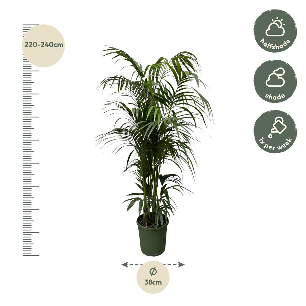 Kentia-Palme (Howea) – Ø 30 cm, 210 cm hoch