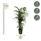 Kentia-Palme (Howea) – Ø 30 cm, 210 cm hoch