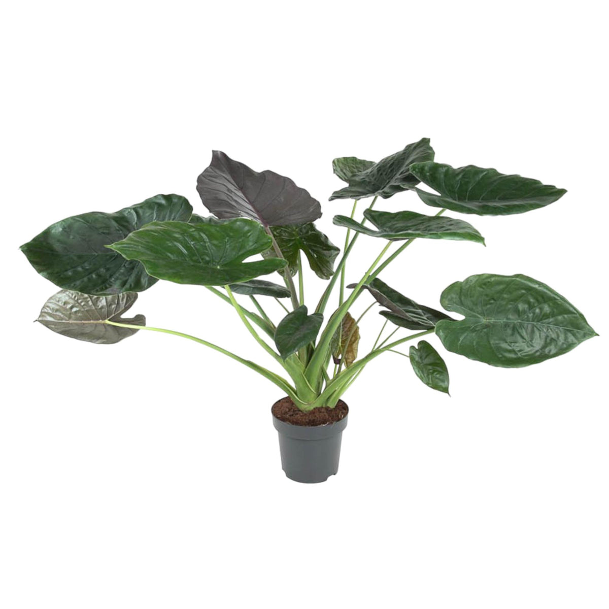Alocasia Wentii (Elefantenohr) – Ø32 cm, 120 cm hoch