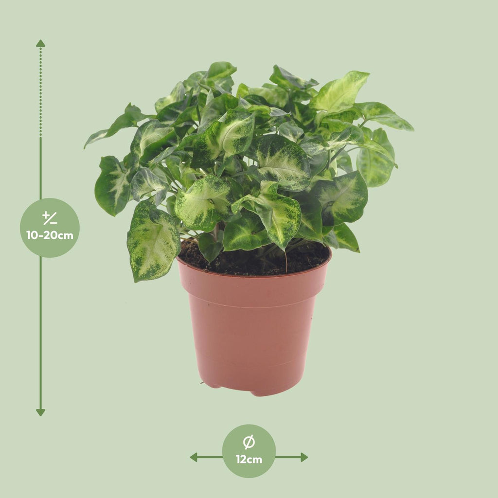 Syngonium Pixie – Ø 12 cm, 20 cm hoch