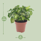 Syngonium Pixie – Ø 12 cm, 20 cm hoch