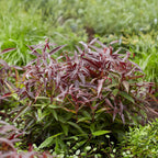 Leucothoe 'Burning Love' – rot – 2 Pflanzen, Ø17 cm, 45 cm hoch