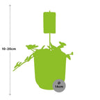 Peperomia ‘Hope’ i ELHO Vibes Fold 14 cm gul – 15 cm høj