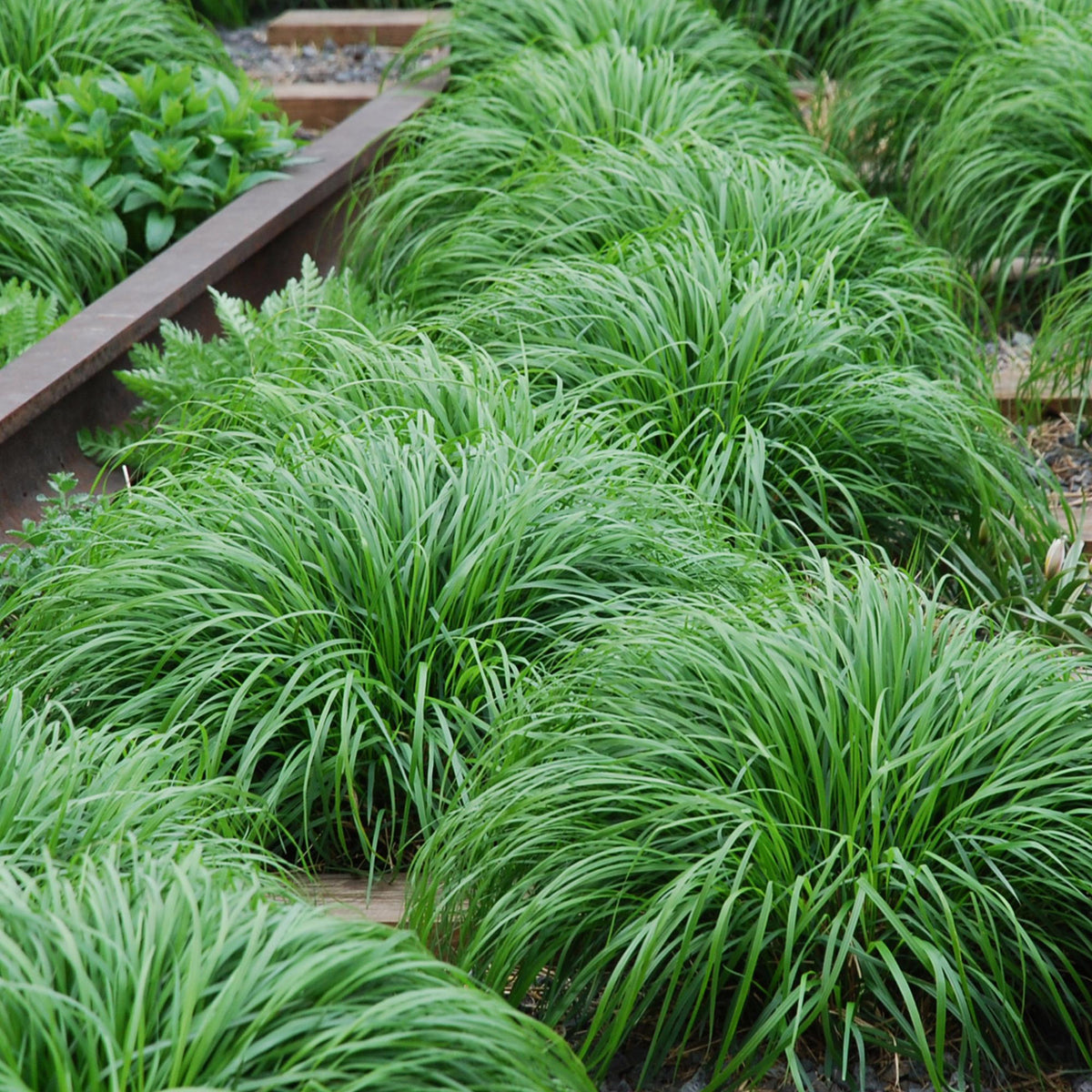 Carex oshimensis 'Intense Green' (zegge) – 2 planten, Ø17 cm, 50 cm hoog