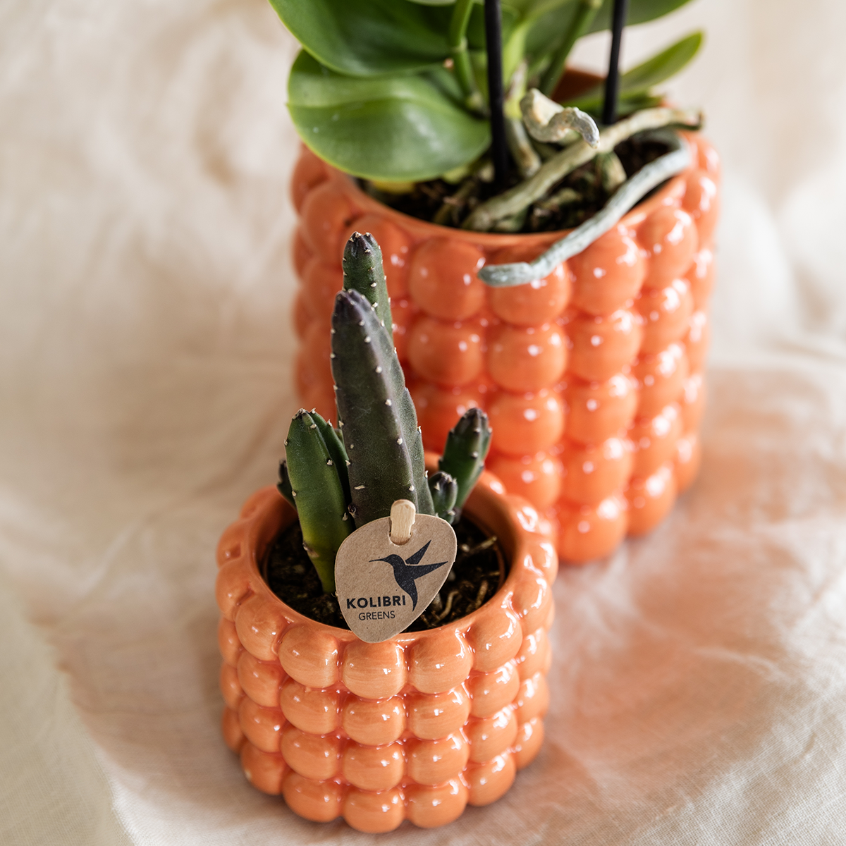 Set de plantes Poppy Mix – Ø6 cm, 7 cm de haut