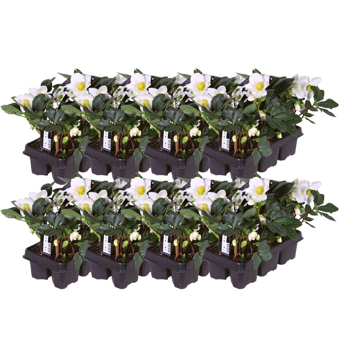 Helleborus niger 'Christmas Carol' (kerstroos) – 48 planten, 15 cm hoog – foto 2