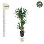 Yucca Elephantipe – Ø24 cm, 150 cm hög