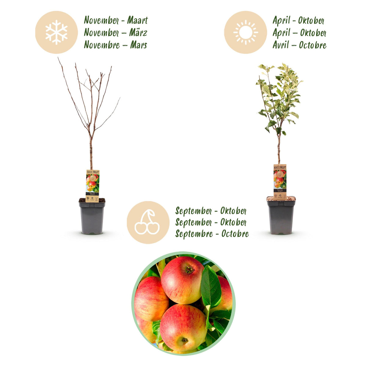 Malus domestica 'Jonagold' (Apfelbaum) – Ø 21 cm, 90 cm hoch – Bild 4