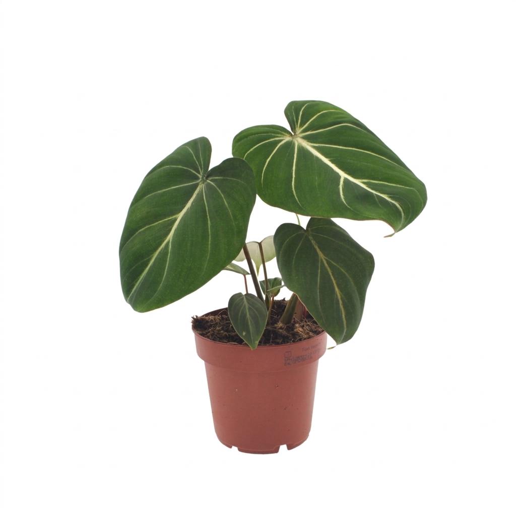 Philodendron gloriosum – Ø 12 cm, 25 cm de haut