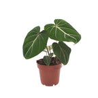 Philodendron gloriosum – Ø 12 cm, 25 cm de haut