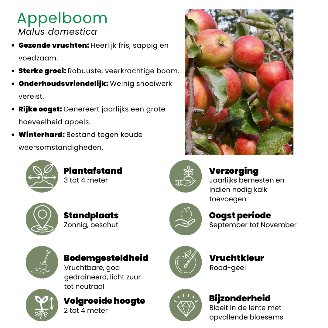 Apple tree (Malus domestica) – 4 plants, Ø20 cm, 60 cm high – photo 4