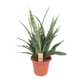 Sansevieria Diamond Green (Bogenhanf) – Ø 25 cm, 80 cm hoch