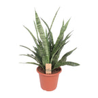 Sansevieria Diamond Green (Bogenhanf) – Ø 25 cm, 80 cm hoch