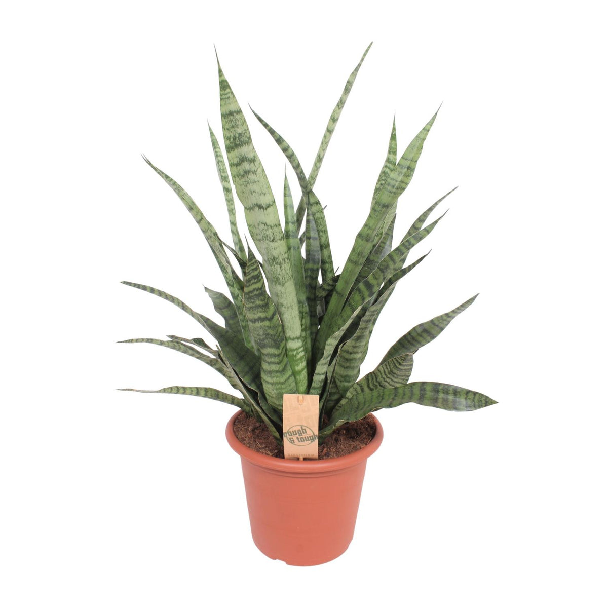 Sansevieria Diamond Green (Bogenhanf) – Ø 25 cm, 80 cm hoch