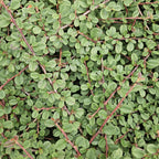 Cotoneaster pr. 'Queen Of Carpets' (dwarf cotoneaster) – 12 plants, Ø9 cm, 10–25 cm high