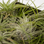 20× Tillandsia Air mix (plante aérienne) – Ø6 cm, 6 cm de haut