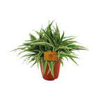 Chlorophytum Ocean (græsløg) – Ø15 cm, 25 cm høj