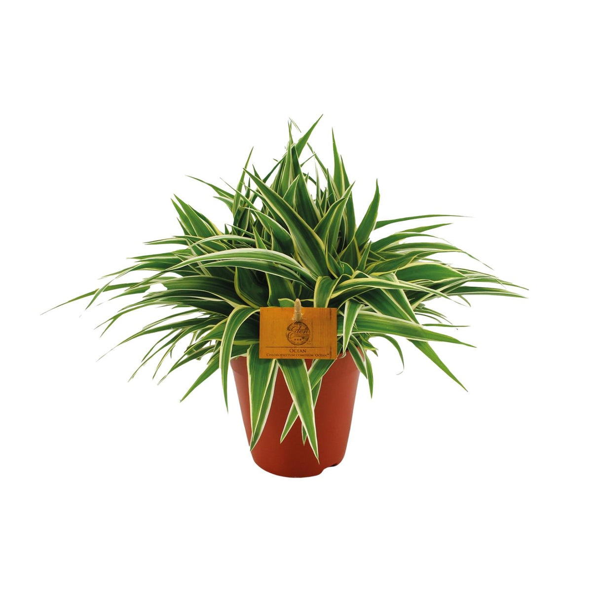 Chlorophytum Ocean (græsløg) – Ø15 cm, 25 cm høj