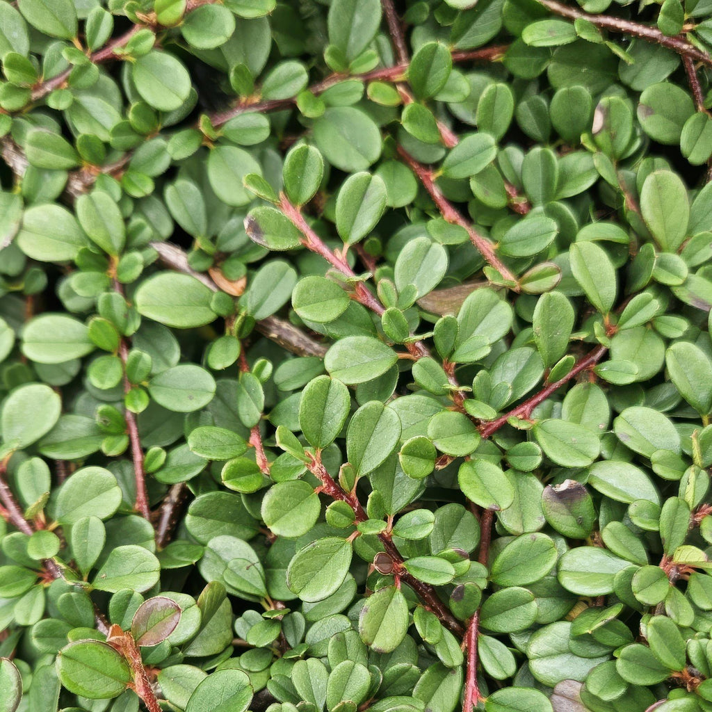 Cotoneaster pr. 'Streib’s Findling' (dwarf cotoneaster) – 6 plants, Ø9 cm, 10–25 cm high