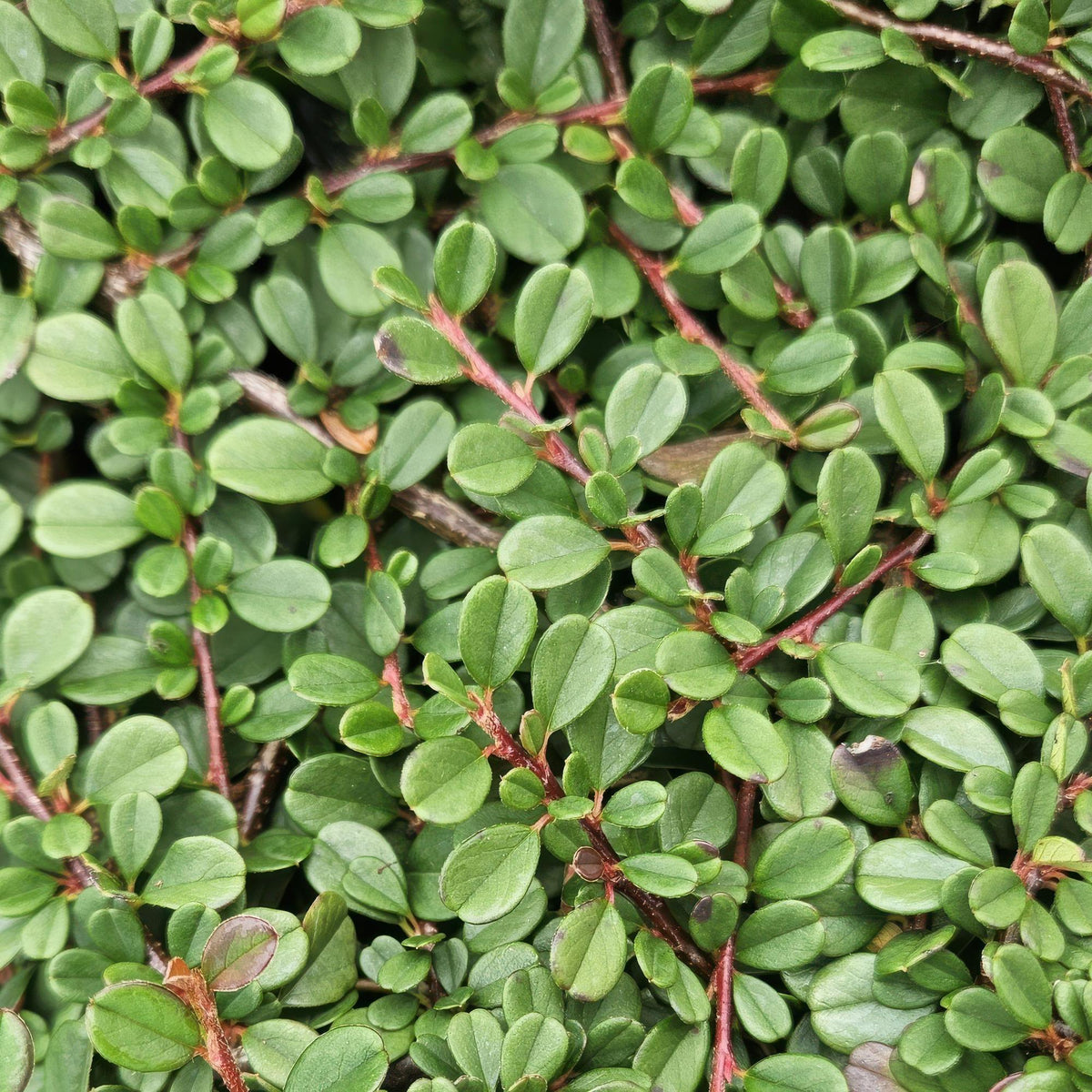 Cotoneaster pr. 'Streib’s Findling' (dwarf cotoneaster) – 6 plants, Ø9 cm, 10–25 cm high