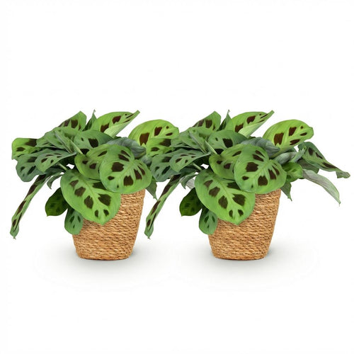 2× Maranta Fascinator Kerchoveana (gebedsplant) met mand – Ø12 cm, 25 cm hoog