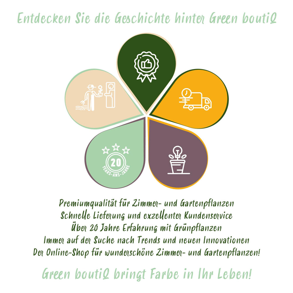 Buxus 'Pyramide' – Ø 23 cm, 60–70 cm hoch