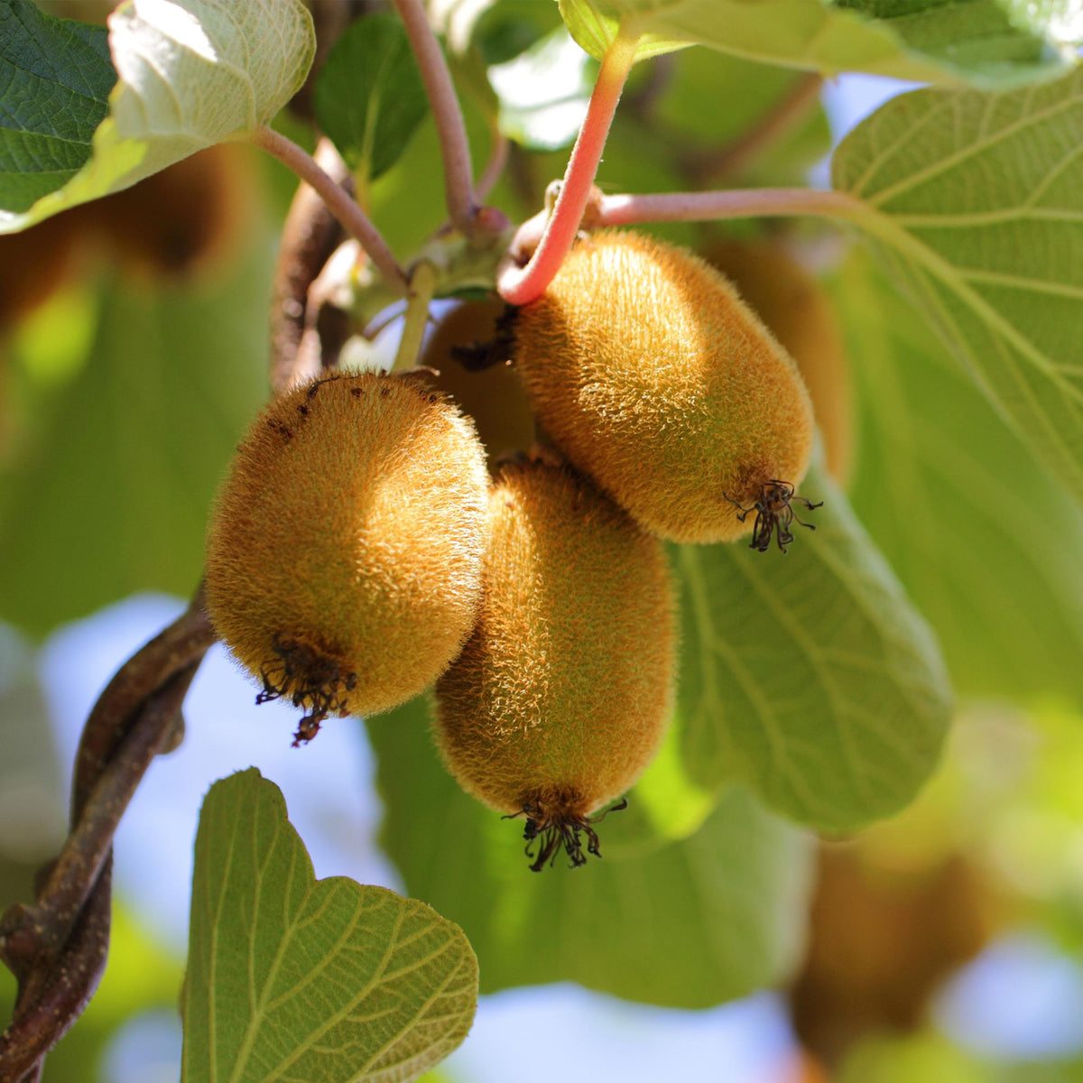 Actinidia 'Weiki & Golden Kiwi' (kiwiplant) (1 mannelijke + 1 vrouwelijke) – geel – 2 planten, Ø15 cm, 50 cm hoog