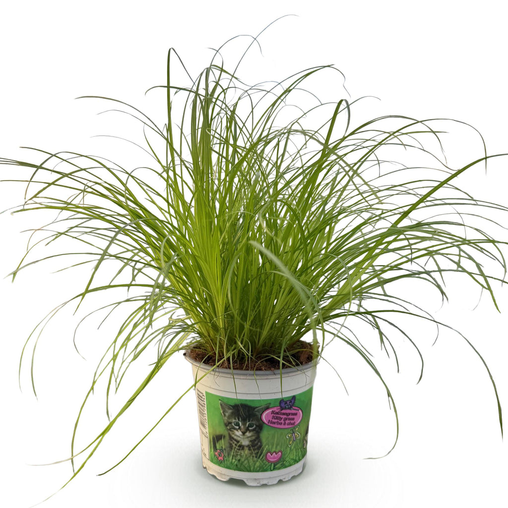 Cyperus alternifolius Zumula (cyperusgras) – Ø12 cm, 20 cm hoog