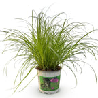 Cyperus alternifolius Zumula (cyperusgras) – Ø12 cm, 20 cm hoog