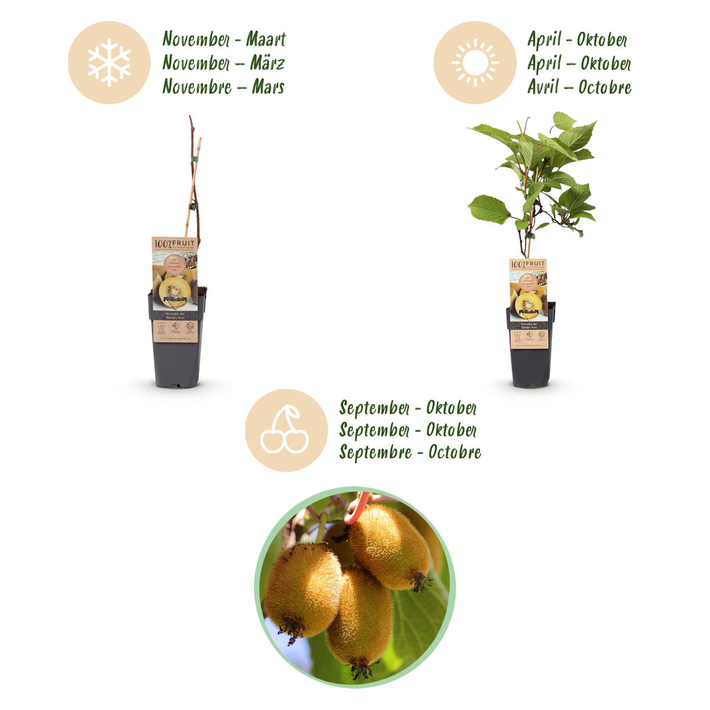 Actinidia 'Weiki &amp; Golden Kiwi' (Kiwipflanze) (1 männlich + 2 weiblich) – gelb – 3 Pflanzen, Ø 15 cm, 50 cm hoch – Bild 4