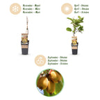 Actinidia 'Weiki & Golden Kiwi' (Kiwipflanze) (1 männlich + 2 weiblich) – gelb – 3 Pflanzen, Ø 15 cm, 50 cm hoch