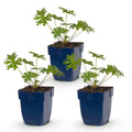 Geranium 'Johnson’s Blue' (Storchschnabel) – blau – 3 Pflanzen, Ø11 cm, 15–25 cm hoch