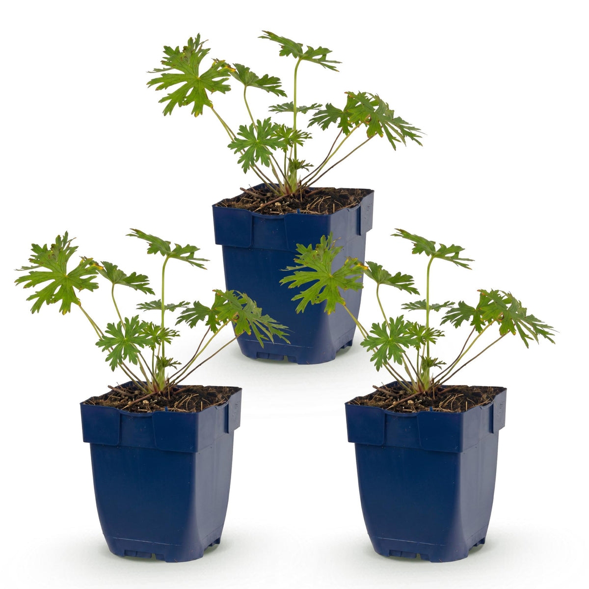 Geranium 'Johnson’s Blue' (Storchschnabel) – blau – 3 Pflanzen, Ø11 cm, 15–25 cm hoch