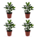 4× Clusia Princess – Ø12 cm, 40 cm høj