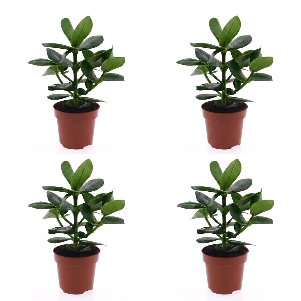 4× Clusia Princess – Ø12 cm, 40 cm høj