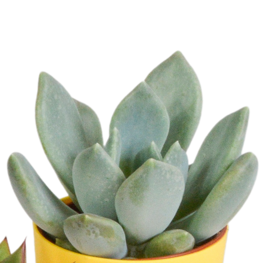 Sukkulenten – Ø 6 cm, 16 cm hoch