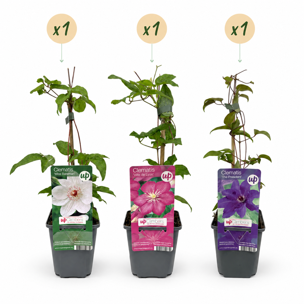Clematis 'Tricolour' (three-colored clematis) – purple-pink-white – 3 plants, Ø9 cm, 35 cm high – photo 2