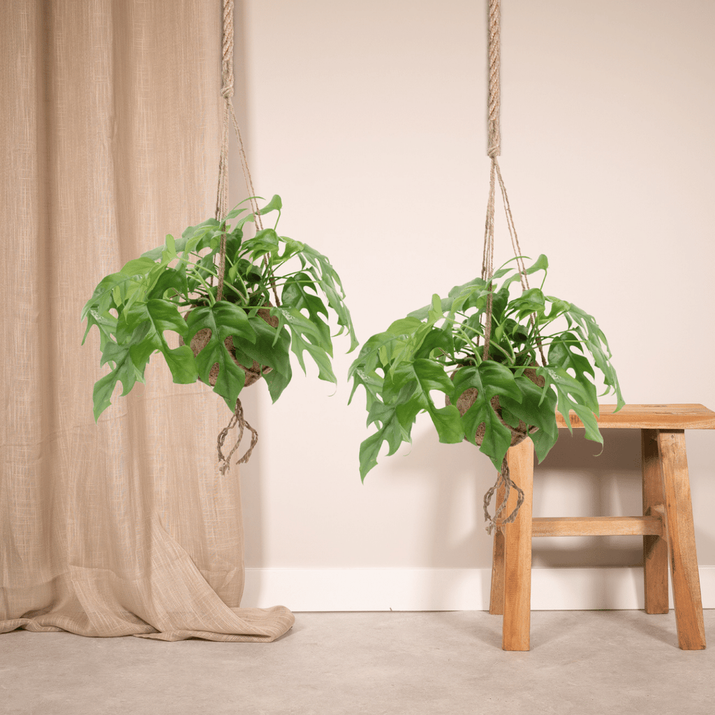 2× Monstera Minima grimpante (plante percée) (mini-monstera) en kokodama (boule de fibre de coco) – Ø15 cm, 25 cm de haut