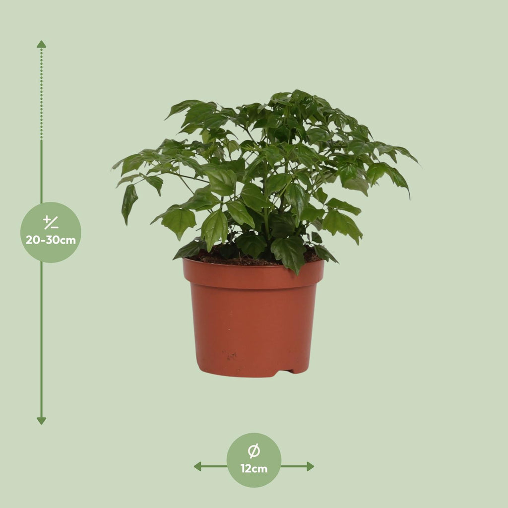 Radermachera Sinica – Ø12 cm, 27 cm hoog