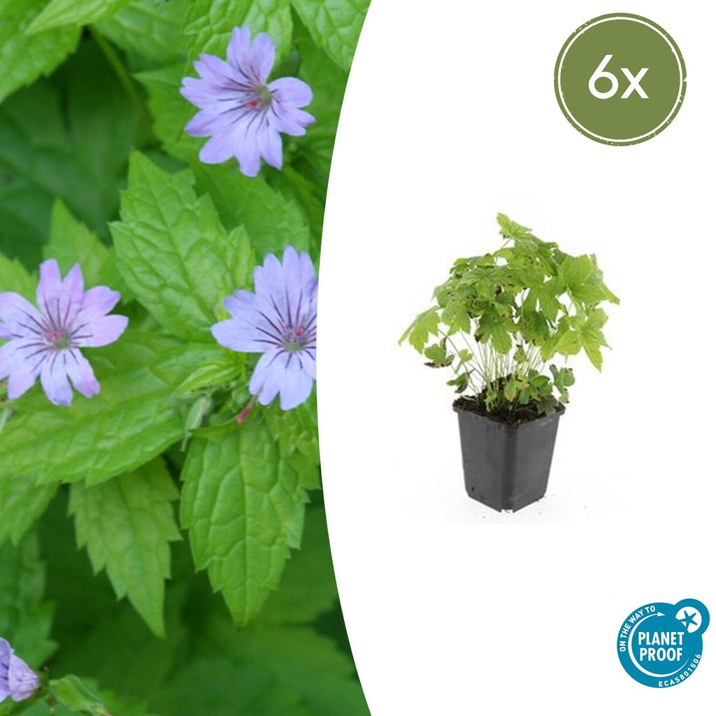Geranium nodosum (cranesbill) – 6 plants, Ø9 cm, 10–25 cm high – photo 2